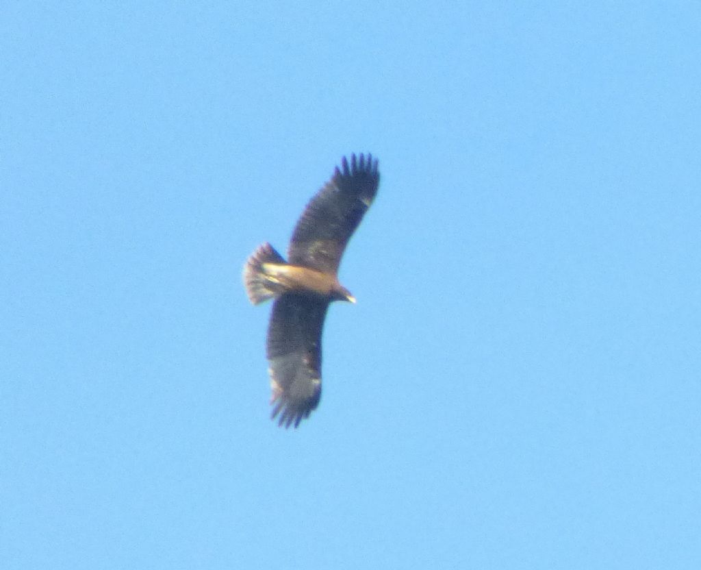Aquila anatraia maggiore (Clanga clanga)